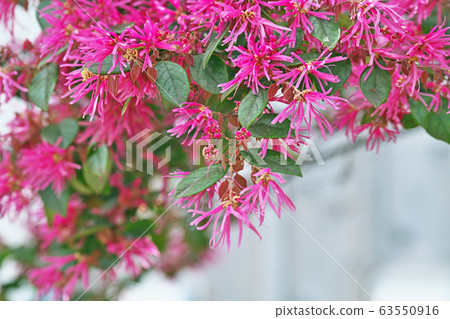 Red foxtail flower Red foxtail flower 63550916