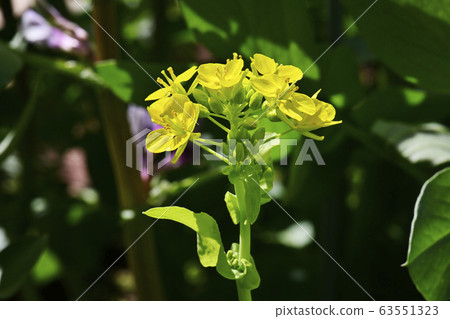 強姦開花 63551323