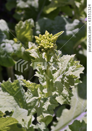 強姦開花 強姦開花 63551324