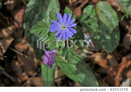 海葵pseudoaltaica 海葵pseudoaltaica 63551570