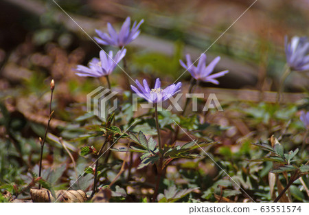 海葵pseudoaltaica 63551574