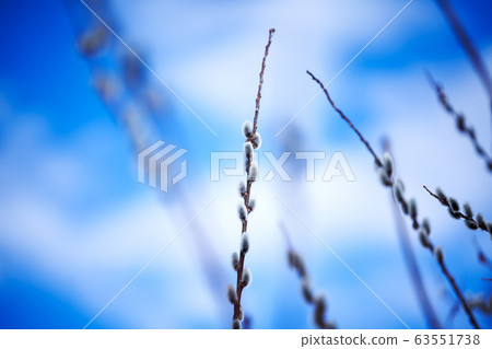 貓王威利 63551738