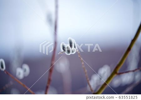 貓王威利 貓王威利 63551825