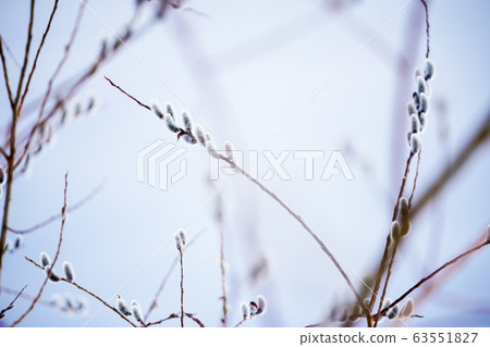 貓王威利 貓王威利 63551827