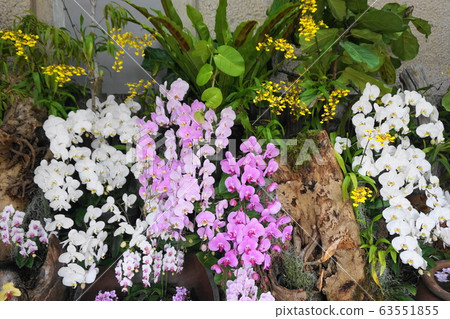 各種蝴蝶蘭蘭花 各種蝴蝶蘭蘭花 63551855