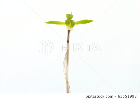 春蘭 春蘭 63551998