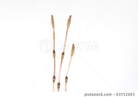 Tsukushi Tsukushi 63552003