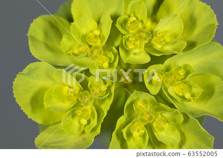 大戟 大戟 63552005