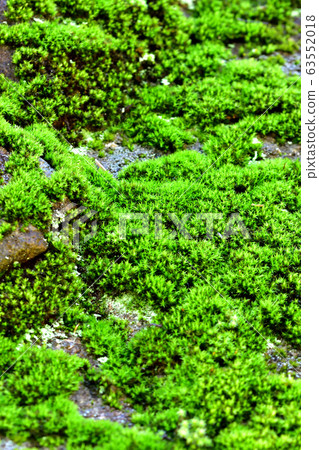 Moss after rain Moss after rain 63552018