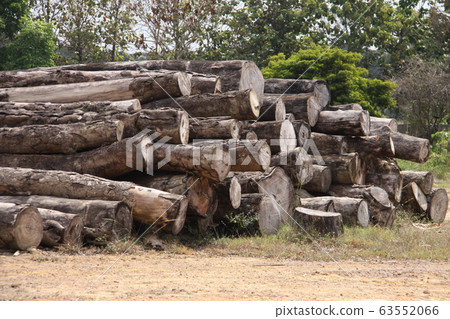 亞馬遜桃花心木 63552066