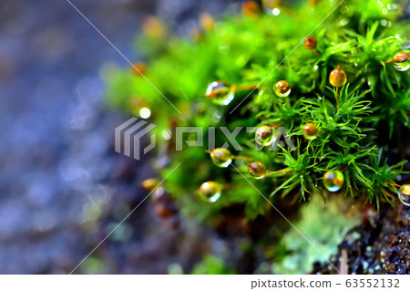 Moss after rain Moss after rain 63552132