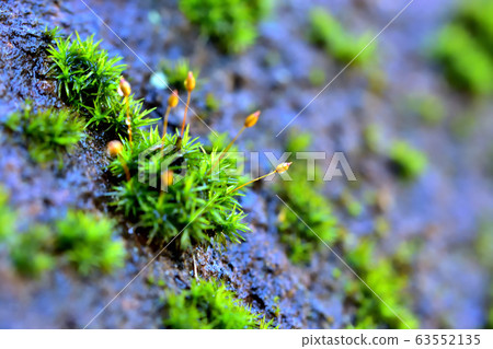 Moss after rain Moss after rain 63552135