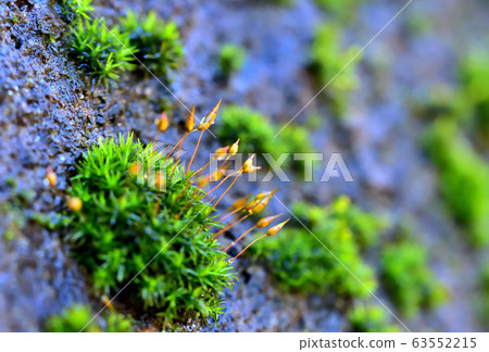 Moss after rain 63552215