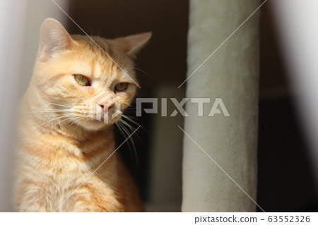 看著窗外的貓美國短毛貓 看著窗外的貓美國短毛貓 63552326