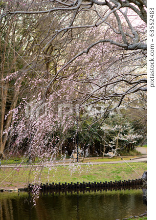 Weeping cherry around the pond at Hanajima Park 63552483