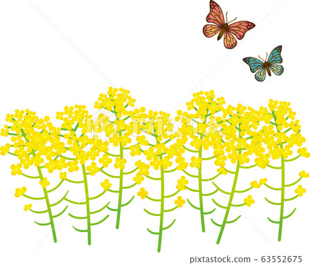 強姦花和蝴蝶 63552675