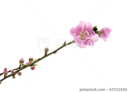 Flower peach Flower peach 63552830