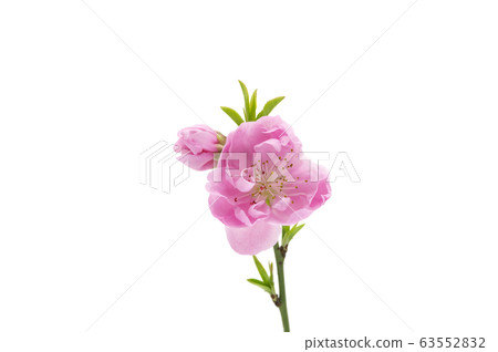 Flower peach 63552832