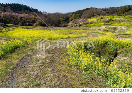 福島日本松城堡城腳趾霞城公園梯田油菜田 福島日本松城堡城腳趾霞城公園梯田油菜田 63552859