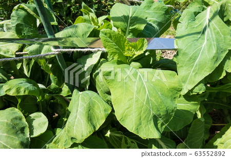 種植諾拉布強姦(油菜) 種植諾拉布強姦(油菜) 63552892