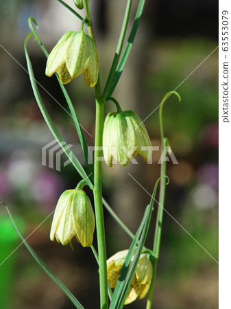 開花bimo百合 63553079