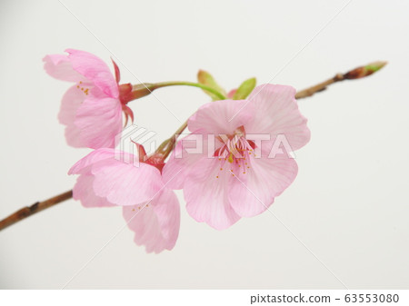 河津櫻白色背景 63553080