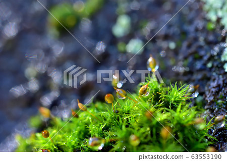Moss after rain Moss after rain 63553190