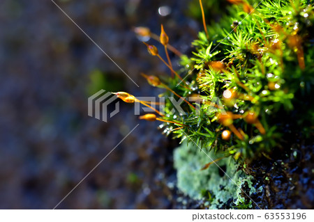 Moss after rain Moss after rain 63553196