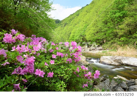 Jirisan Valley Otter Jirisan Valley Otter 63553250