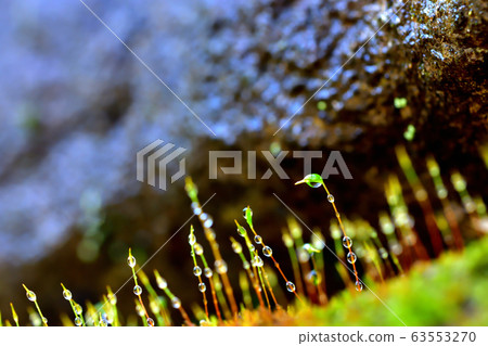 Moss after rain Moss after rain 63553270