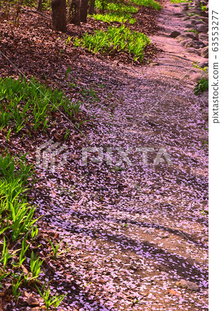 Fallen pink cherry blossom leaves on the promenade in late spring park Fallen pink cherry blossom leaves on the promenade in late spring park 63553277
