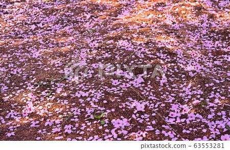 倒下的粉紅色的櫻花在晚春公園的長廊上離開 倒下的粉紅色的櫻花在晚春公園的長廊上離開 63553281