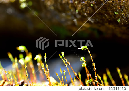 Moss after rain Moss after rain 63553410