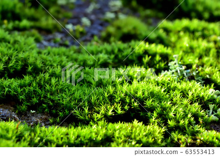 雨後的苔蘚 63553413