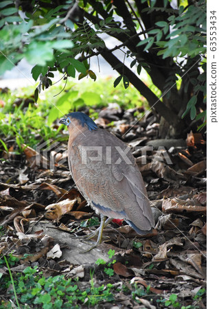 鳥類生態黑冠麻鷺 63553434