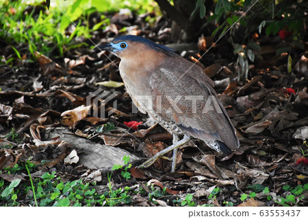 鳥類生態黑冠麻鷺 63553437