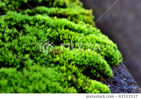 Moss after rain Moss after rain 63553537