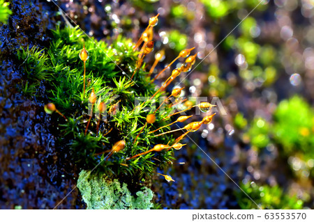 Moss after rain Moss after rain 63553570
