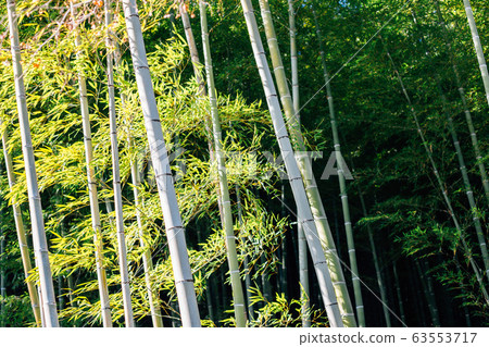 Tenryuji temple, bamboo forest at Arashiyama in Kyoto, Japan Tenryuji temple, bamboo forest at Arashiyama in Kyoto, Japan 63553717