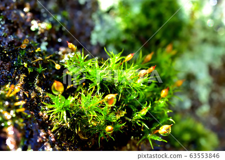 Moss after rain Moss after rain 63553846
