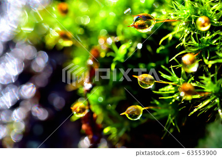 雨後的苔蘚 63553900