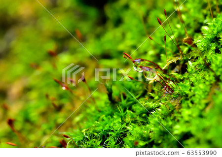 雨後的苔蘚 63553990