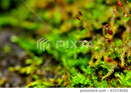 Moss after rain Moss after rain 63554088