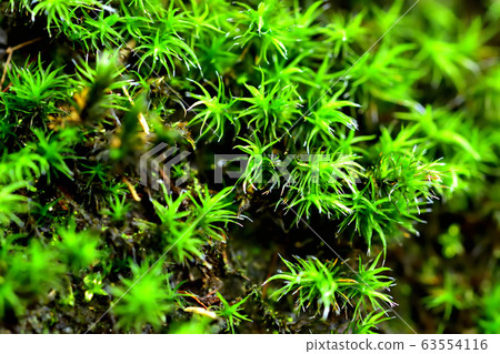 Moss after rain Moss after rain 63554116