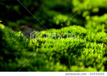 Moss after rain Moss after rain 63554203