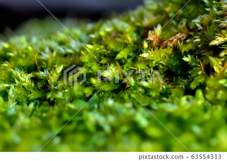 Moss after rain Moss after rain 63554313
