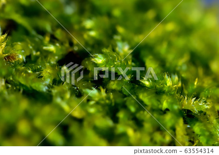 Moss after rain Moss after rain 63554314