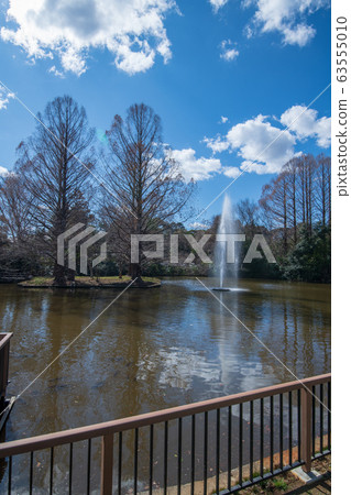 大宮公園白鳥池(Sa玉市) 大宮公園白鳥池(Sa玉市) 63555010