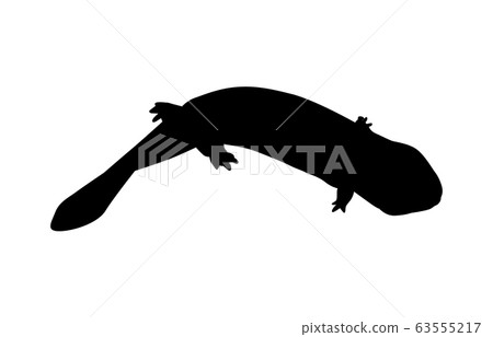 Animal Silhouette Amphibian / Reptile Salamander 1 63555217