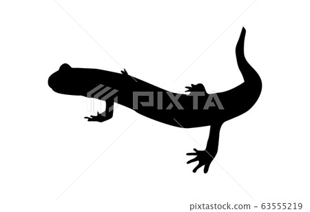 Animal silhouette amphibian / reptile salamander 3 Animal silhouette amphibian / reptile salamander 3 63555219